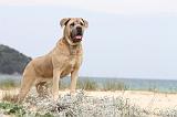 CANE CORSO 660